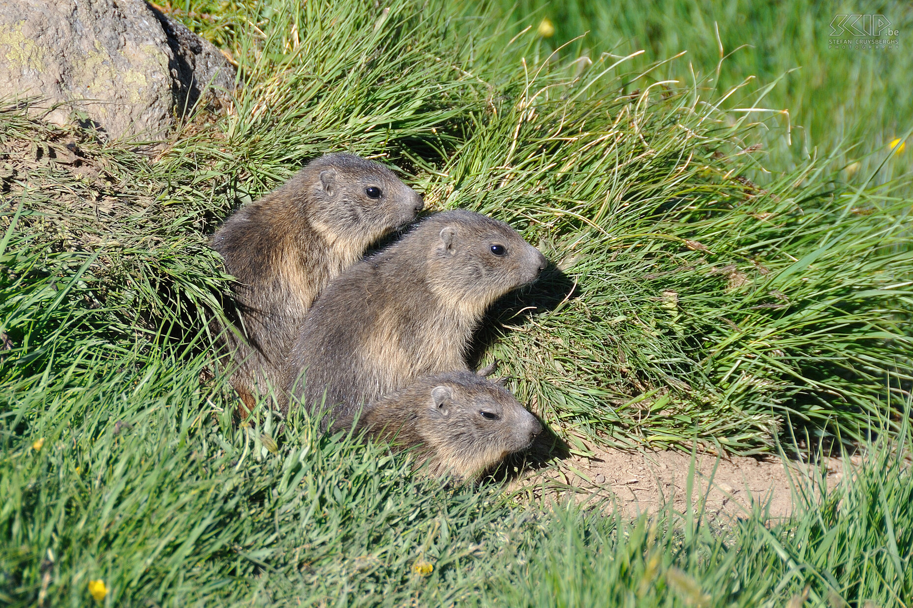 Van Chabod naar Pont - Marmotten De laatste dag dalen we af vanaf de Chabod hut naar de vallei. Onderweg zien we een familie kleine marmotten. Stefan Cruysberghs